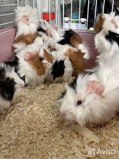 Морские свинки гладкие розетки тедди