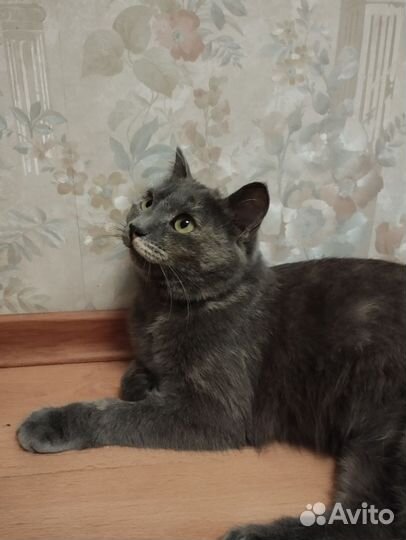 Кошка Герочка в добрые руки