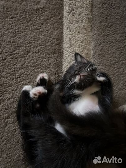 Милые котята в добрые руки