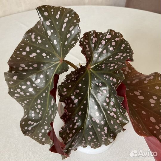 Бегонии кейн