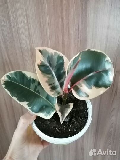 Фикус Тинеки