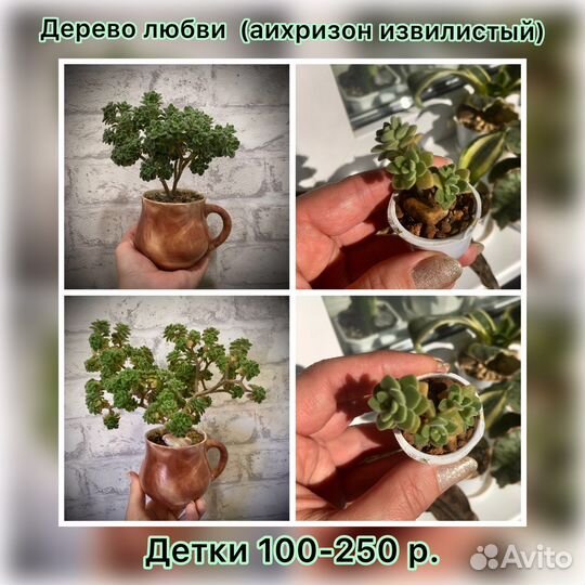 Дерево любви