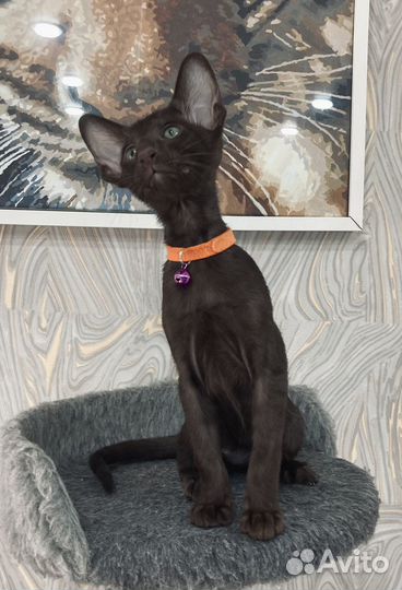 Ориентальные котята