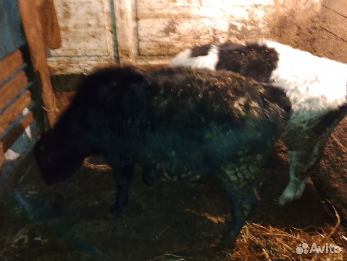 Бычки на откорм