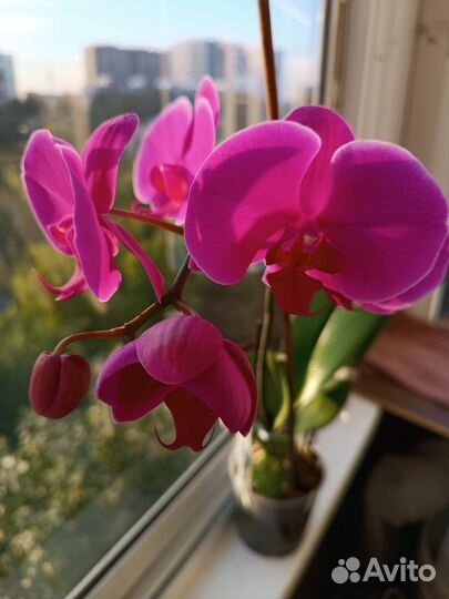 Орхидея фаленопсис free ride