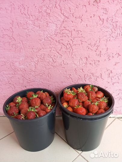 Клубника (Виктория)и земляника домашняя ягода