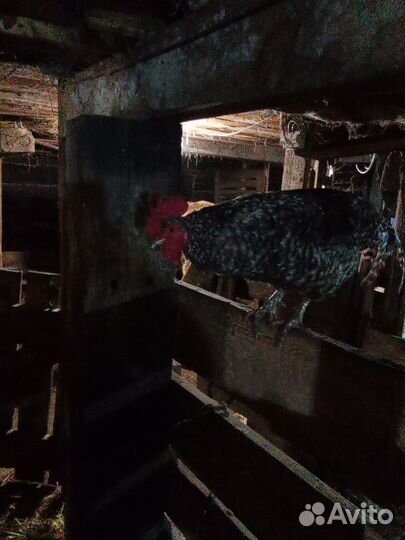 Молодые петухи