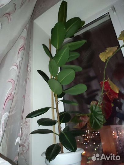 Фикус крупнолистный