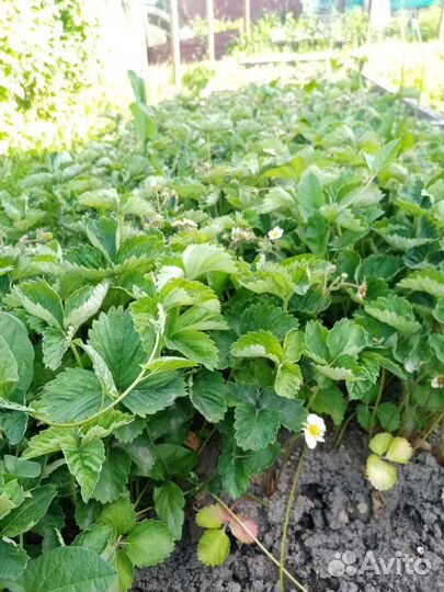 Рассада клубники купчиха