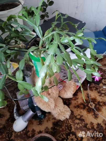 Китайская роза, декабрист