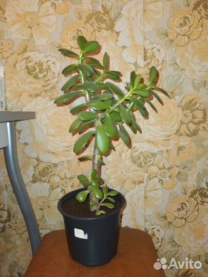 Толстянка 35 см