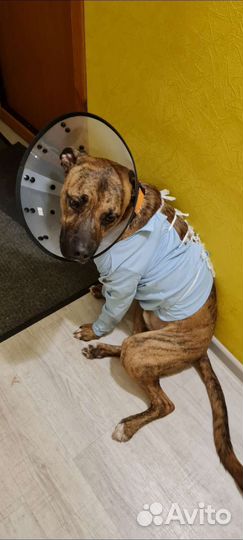 Уколы и капельницы для животных на дому