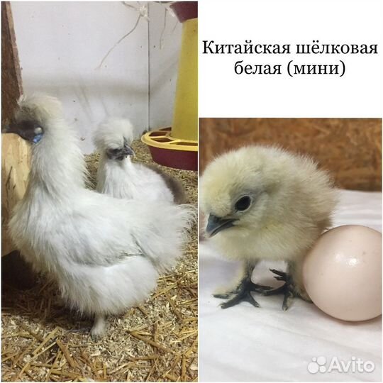 Инкубационное яйцо породных кур