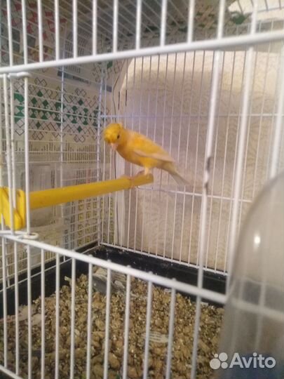 Кенара и канарейки