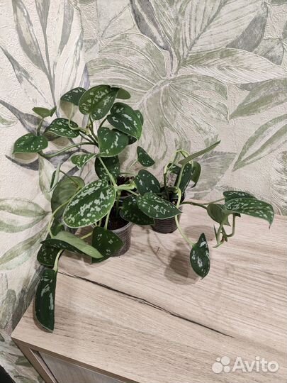 Филодендрон/эпипремнум/сциндапсус