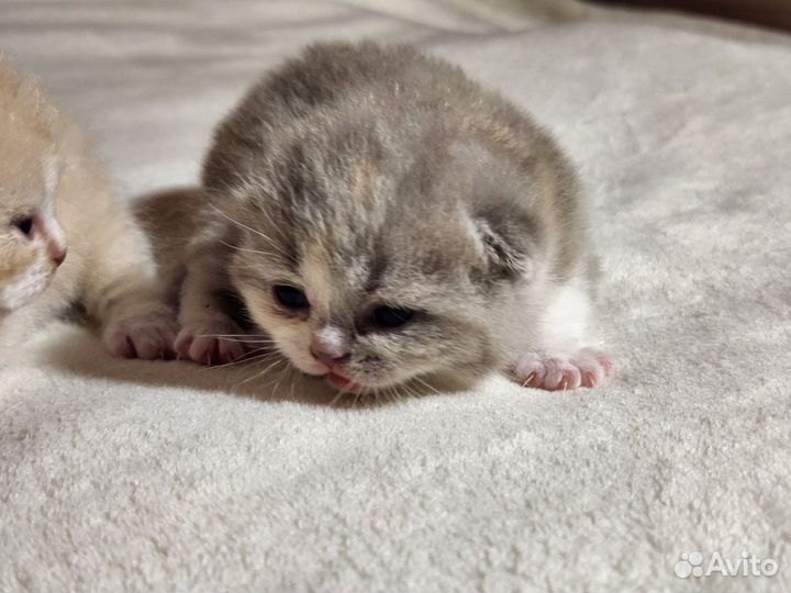 Британская плюшечка