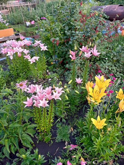 Дача 10 м² на участке 6 сот.