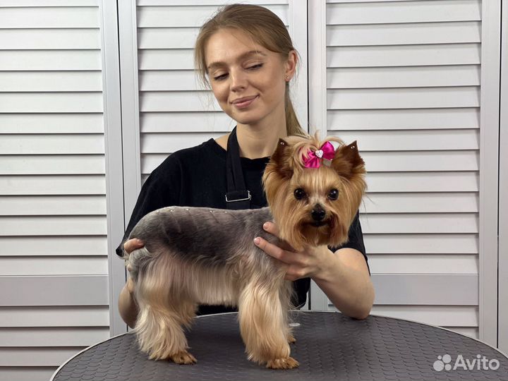 Стрижка, груминг, экспресс-линька собак и кошек