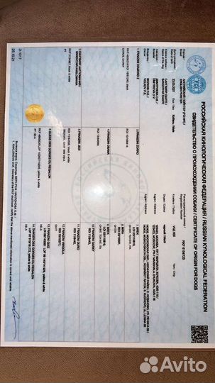 Щенки английского пойнтера 2 месяца документы РКФ