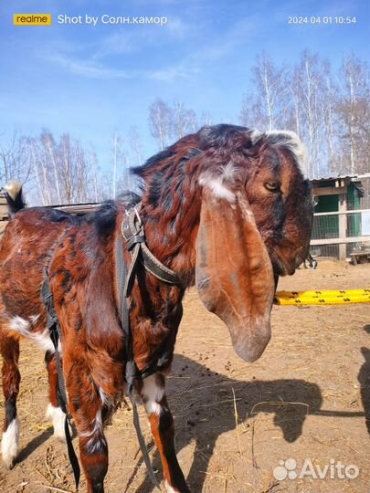 Козлик камори 50%