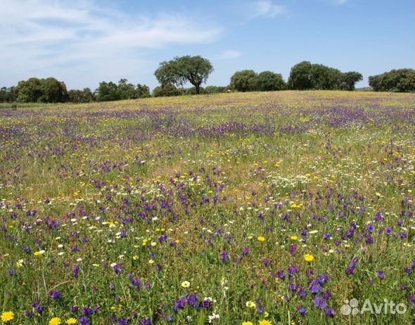 Мёд 24 года Алтайский опт