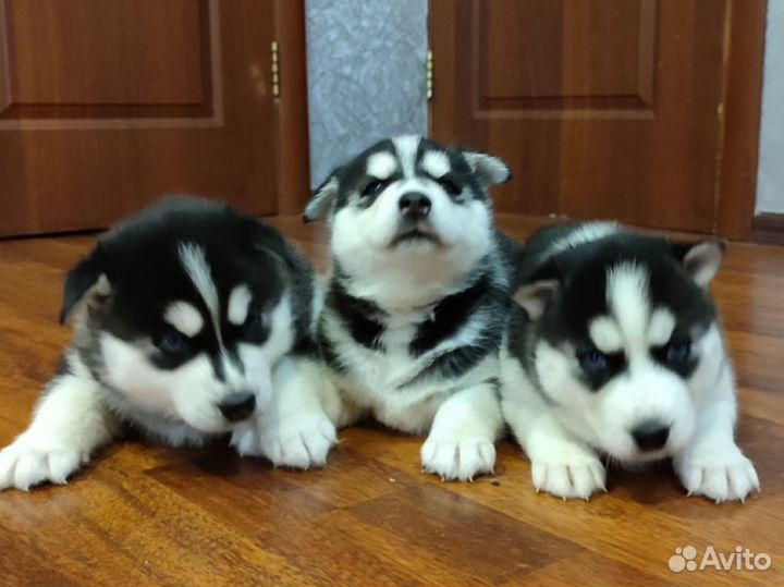 Щенки сибирской хаски мальчик и две девочки