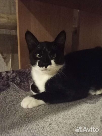 Котенок мальчик