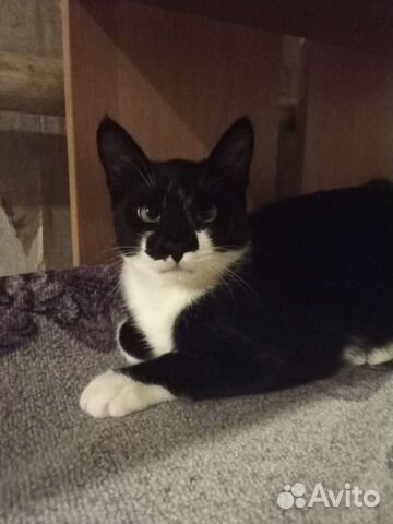 Котенок мальчик