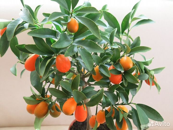 Саженцы лимонов и других видов цитрусовых растений