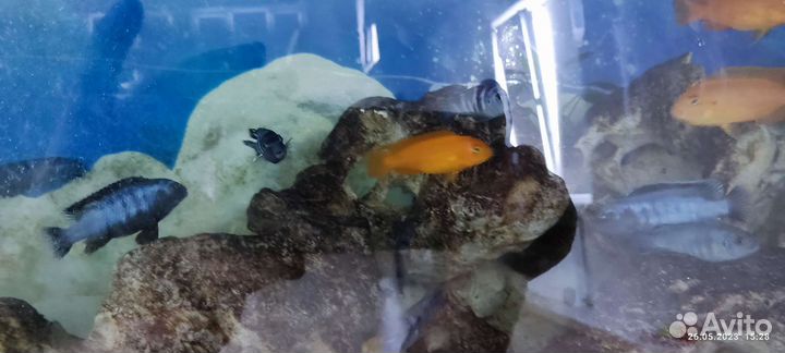 Аквариумные рыбки