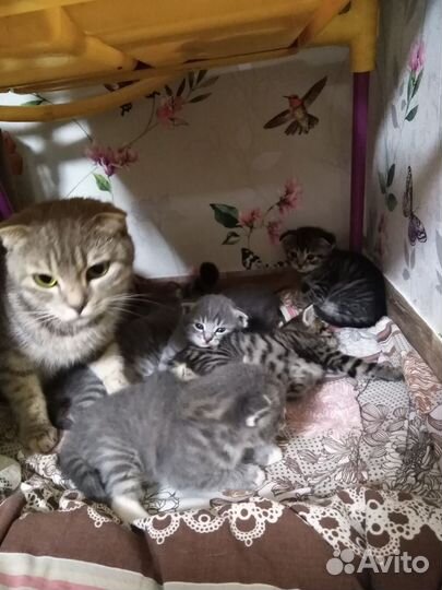 Котята мама вислоухая Шотландка