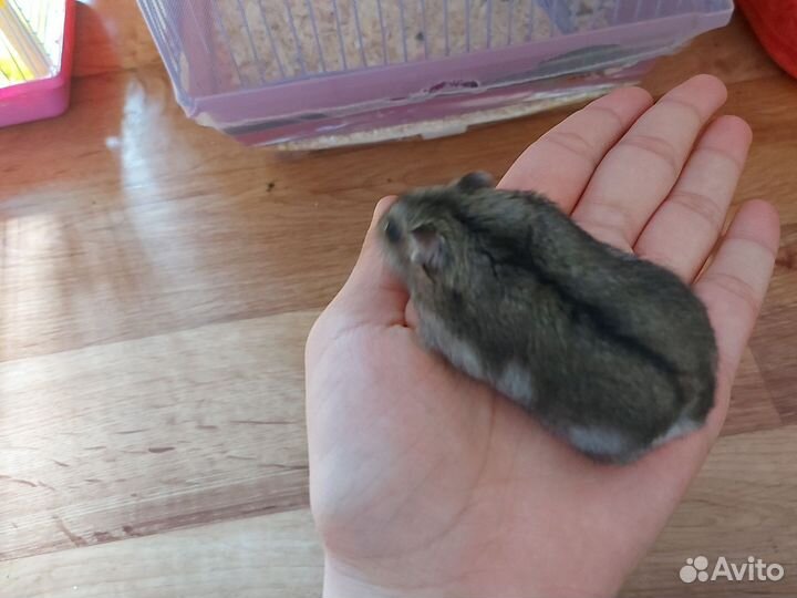 Джунгарский хомяк