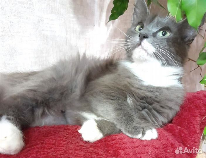 Пушистая кошка Дымка ищет дом