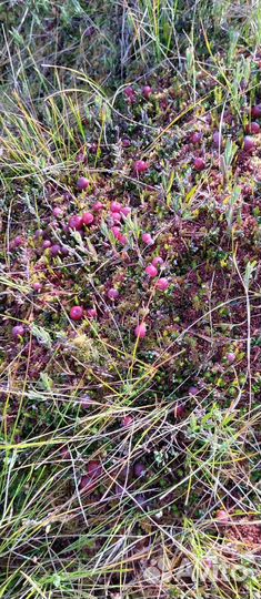 Клюква свежая