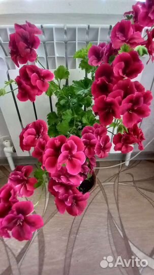 Герани, пеларгонии