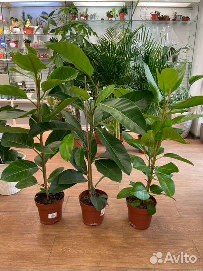 Комнатные растения