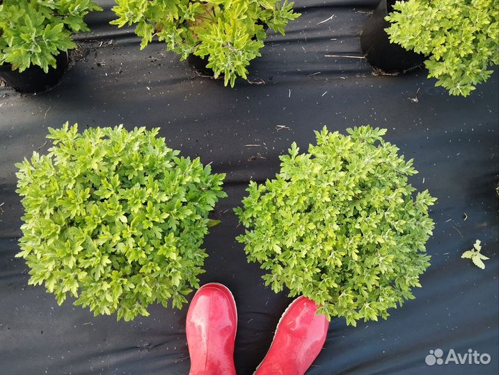 Хризантемы мультифлора зкс