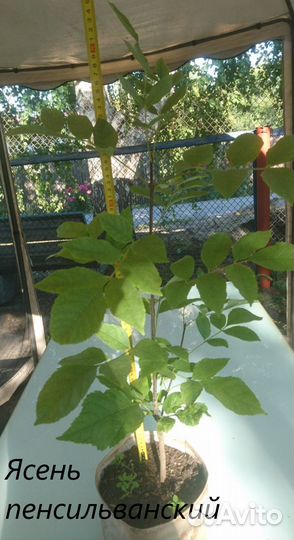 Саженцы хвойных и лиственных растений