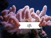 Лобофитум sp, S (морской коралл в наличии)