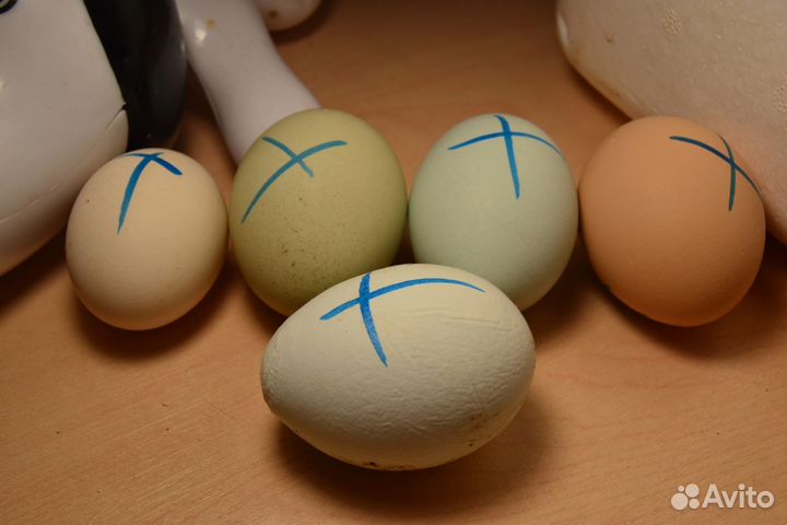 Инкубационное яйцо ухилюй и смесь пород