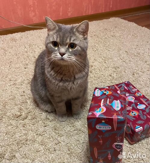 Британская кошка