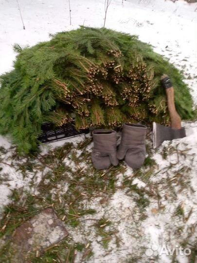 Банные веники пихтовые и можжевеловые