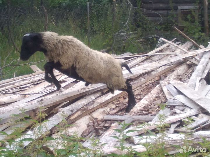 Барашки. Ярки