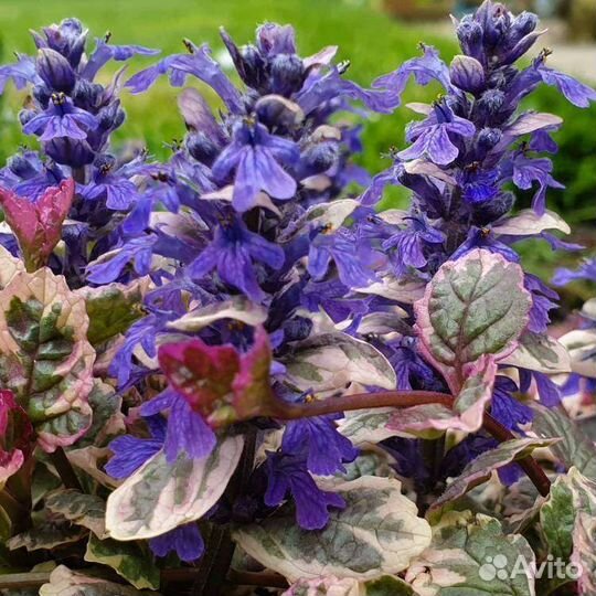 Аюга Вариегата зкс Почта/сдек