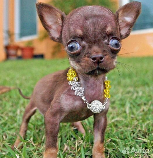 Передержка хорька/собачек мелких пород/грызунов