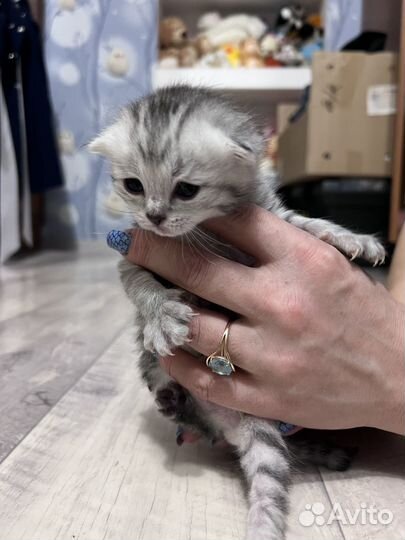 Шотландские вислоухие котята