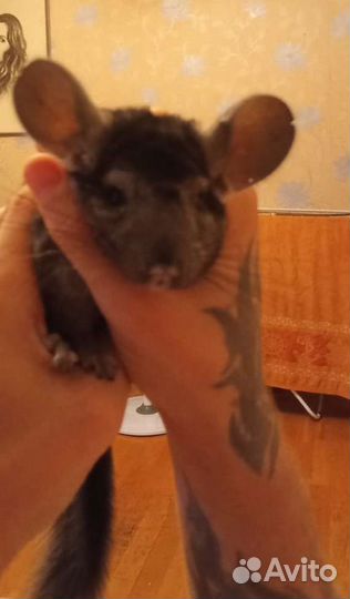 Шиншилла 3 мес