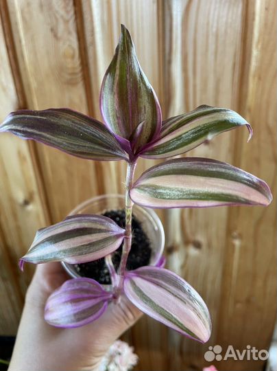 Традесканция зебрина