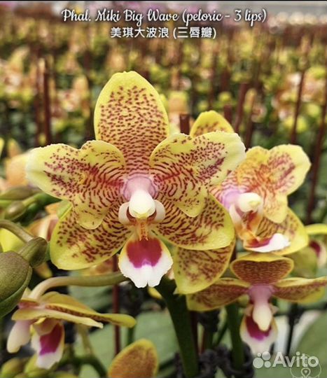 Орхидея из фласки Miki Big Wave