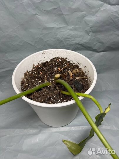 Филодендрон Bob cee, Рафидофора декурсива